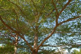 Image result for Terminalia boivinii