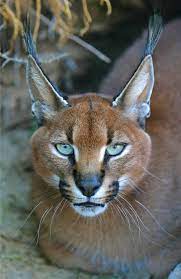 See full list on animals.sandiegozoo.org Caracal An Overview Sciencedirect Topics