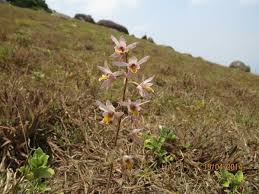 Image result for Epipogium roseum