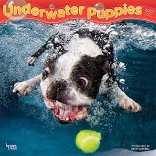 Underwater photos of dogs about the photos casteel, who, naturally, has two dogs of his own (a mini labradoodle and a norwich terrier), said that he's drawn to underwater dog photography because the photos show a side of dogs that people may have never seen before. Underwater Puppies 2022 12 X 12 Inch Monthly Square Wall Calendar Pet Humor Dogs Browntrout Publishers Inc Browntrout Publishers Editing Team Browntrout Publishers Design Team Browntrout Publishers Design Team 9781975442101 Amazon Com Books
