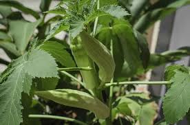 Imp Scientific Names Of Plants Trees With Pictures English Hindi Names Name Of Vegetables Trees To Plant Okra