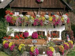 Un mazzo di fiori splendido e grande. Migliori Piante Rampicanti Da Balcone