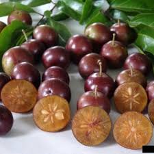 Image result for Flacourtia indica
