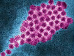 We did not find results for: Infektion Mit Dem Norovirus Wie Man Sich Wirklich Schutzen Kann Web De