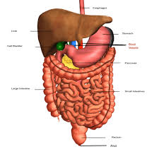 Anatomy is an old science, and anatomy and physiology examine organisms' structure and function and their components. Digestive System Review Digestive System Quizizz