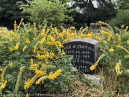 Browse our wide selection of beautiful accent trees, flowering shrubs, perennials & more. The Sacramento Historic Cemetery S Native Perennial Rose Gardens Harmony In The Garden