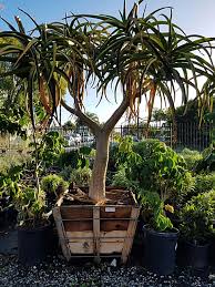 Check spelling or type a new query. Plantasia Aloe Bainesii Landscape Architect