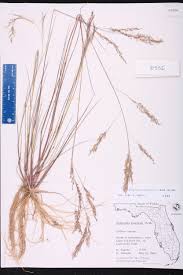 Image result for Eragrostis gangetica