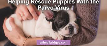 We have many dogs at phoenix who are not quite ready for adoption yet! Helping Rescue Puppies With The Parvo Virus