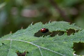 Image result for Berkheya bipinnatifida