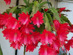 February's flower is the primrose. How To Grow And Care For A Red Orchid Cactus World Of Succulents