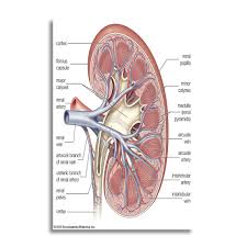 Nii Anatomy Of Kidney Cross Section View Education Poster