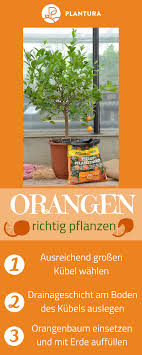 Orangenbaum Pflanzen Richtig Pflegen Plantura In 2020 Pflanzen Garten Straucher Pflanzen