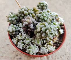 Image result for Anacampseros