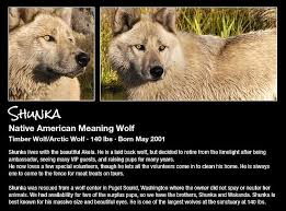 Colorado Wolf And Wildlife Center Home Arctic Wolf Wildlife Timber Wolf