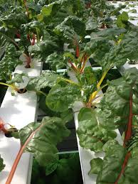 Tipburn, a physiological disorder of lettuce, has been linked to insufficient. Lettuce And Leafy Greens 101 A Production Guide Produce Grower