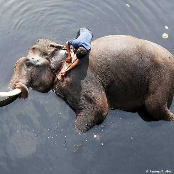The sorry lives of India's captive elephants