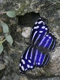Twitter Butterfly Beautiful Butterflies Butterfly Pictures
