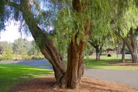 Image result for Schinus molle