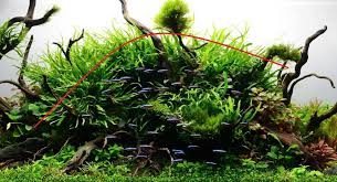 Nah jadi itulah jenis tanaman aquascape yang mudah tumbuh walaupun tanpa inject co2. Cara Membuat Aquascape Tema Natural Dan Aquascape Tanpa Co2 Aquascape