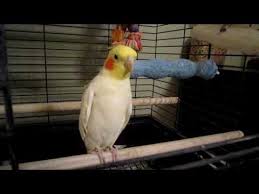Birds Dancing To Music Youtube Our Bird Loves Listening To Any Music But He Seems To Love Fiddling The Most This Is A Clip Of Him Dancing While My Son Is Prac Cockatiel Pet Birds Bird