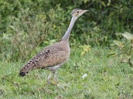 Image result for Burttia prunoides