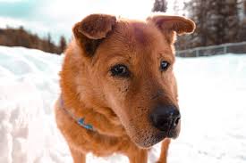 Ears, tail, mouth, eyes and the carriage of the body all have something to say about your dog's emotional state. How To Communicate Better With Your Dog Pawprides