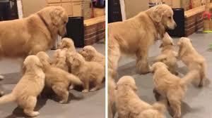 Maybe you would like to learn more about one of these? Dog Can T Escape From Litter Of Puppies Youtube