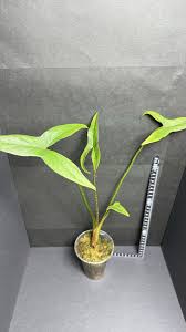 Image result for Lasimorpha