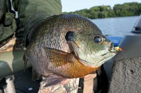 Check spelling or type a new query. Managing For Big Bluegills