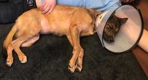 Beaverton, south jessica binkley, psyd behavioral health locations: Animal Allergy And Ear Clinic 16 Photos 27 Reviews Veterinarians 13025 Sw Millikan Way Southwest Portland Beaverton Or Phone Number Yelp