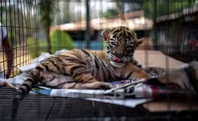 Maybe you would like to learn more about one of these? Coronavirus Updates Tiger In Mexico S Bio Zoo Named Covid