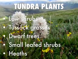 Tundra By Abby Mcclelland