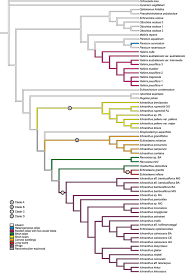Image result for Poecilostachys oplismenoides