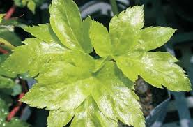 Maybe you would like to learn more about one of these? Mengenal Tanaman Ashitaba Angelica Keiskei Bibitbunga Com