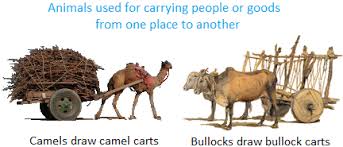 In addition to their humps, camels have other ways to. Uses Of Animals Important Things We Get From Animals Animal Uses