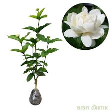 Maybe you would like to learn more about one of these? Jual Bibit Tanaman Bunga Melati Tuscany Keraton Di Lapak Bibit Cantik Bukalapak