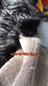Image result for what do lice look like in dog fur