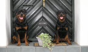 We are registered rottweiler breeder located in serbia. Rottweiler Vom Junkerberg By Manfred Gandelheidt
