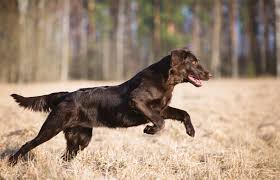 It was developed as a retriever both on land and in the water. Flat Coated Retriever Charakter Haltung Pflege Rassebeschreibung