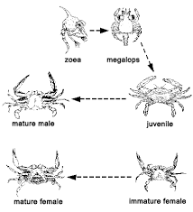 Lice bites are bluish in color sore that develop on different areas of the body. Scdnr Blue Crab