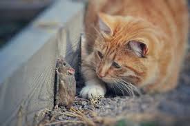 Gambar kucing sedang makan ikan. Mengapa Kucing Makan Tikus Dan Apa Bahayanya Gerava Com