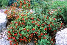 Image result for Sebaea sedoides