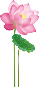 Fleur de vigne décoration murale unique stickers muraux arbre photo arbre autocollant mural toiles de fond objet décoration parement mural fleurs. Sticker Fleur Unique De Lotus Tenstickers