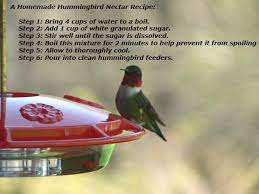 Make your own hummingbird food and you will have the added joy of watching your hummingbirds. Hummingbird Nectar Recipe How To Make Homemade Hummingbird Food Hummingbird Nectar Recipe Homemade Hummingbird Food Nectar Recipe