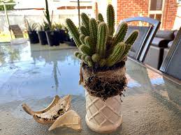 How do i make my cactus growing wider? Repotting My Peanut Cactus Potted Up