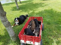 • goldendoodle & bernedoodle puppies in illinois •. Designer Bernedoodlesdesignerbernedoodles Com