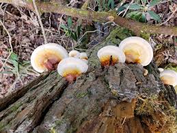 Image result for Ganoderma tsugae