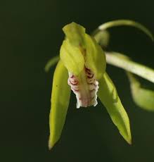 Image result for Nervilia kotschyi