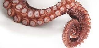 Kartinki Po Zaprosu Shupalca Osminoga Png Tentacle Octopus Tentacles Octopus